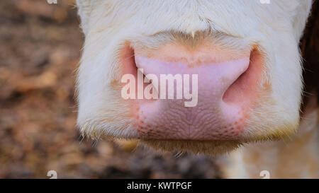 Cow`s pink nose Stock Photo
